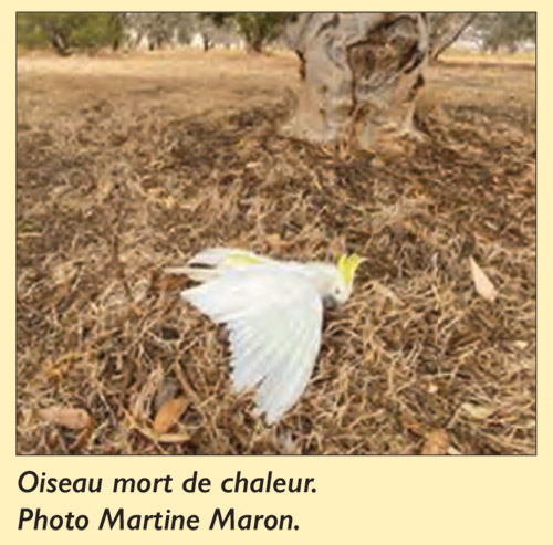 Oiseau mort